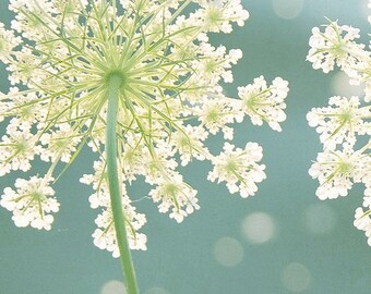 Queen Anne&#39;s Lace Photo, Summer Meadow Print, Teal Artwork, Macro Flower Print, Botanical Photo