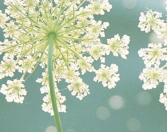 Queen Anne's Lace Photo, Summer Meadow Print, Teal Artwork, Macro Flower Print, Botanical Photo