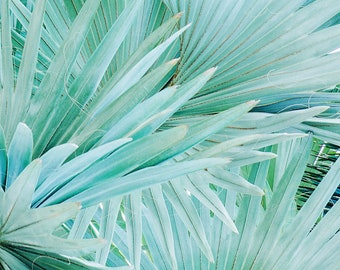 Turquoise Palms art, Coastal home decor print, Palm leaves print, Palm tree photo, Beach house art, Natural home decor, Cindy Taylor print