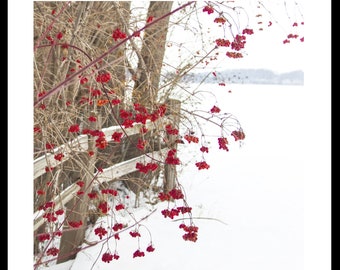 Landscape, Nature, art, photography print, snow scene, winter blooms, berries, red, landscape print, holiday