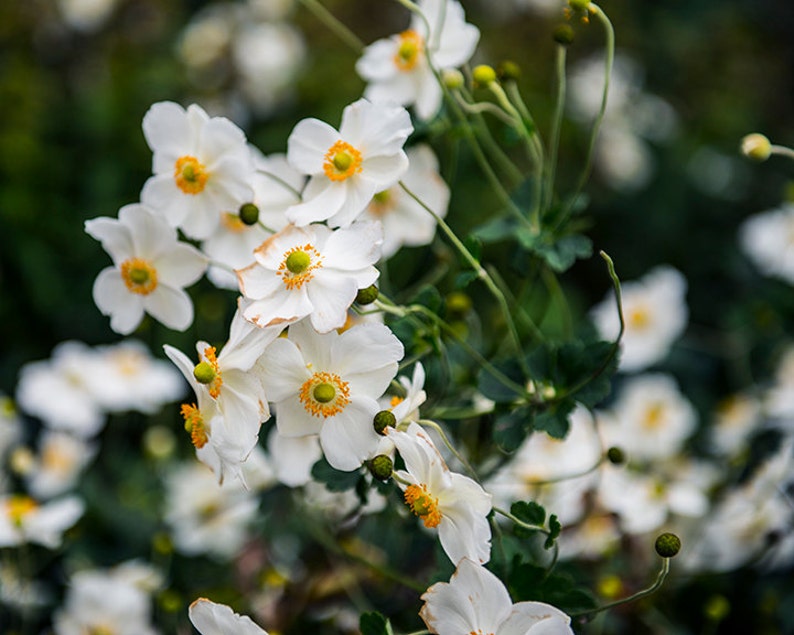 White Flowers Photography, Garden Photo, Large Wall Art, Botanical Wall Art, Floral Photography image 2