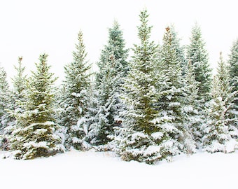 Forest Print, Nature Print, Forest Photography, Nature Photography, Forest Wall Art, Nature Landscape, Snow Print, Winter Wall Art