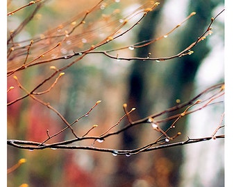 Nature Photography- Fine Art Photography- Fall Color- Branches- Park- Fine Art Print-Raindrops