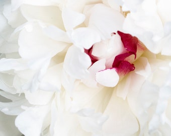 White Peony Print, Peonies Photo, Macro Flower Art, Spring Wall Decor, Floral Photograph