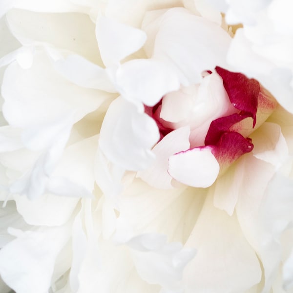 White Peony Print, Peonies Photo, Macro Flower Art, Spring Wall Decor, Floral Photograph