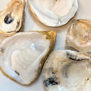 May include: Five oyster shells with gold leaf trim. The shells are white and beige with a pearlescent sheen. One shell has a dark pearl inside. The shells are arranged on a white surface.
