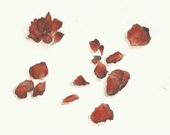 Red Petals, Wilted, an Original Watercolor, 8"x10"