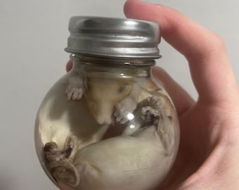 Wet specimen ethically sourced twin  fetal opossum in jar