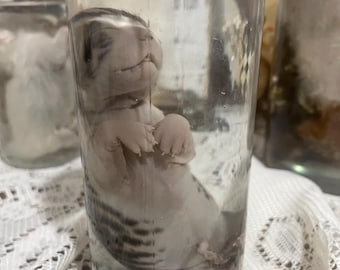 Muestra húmeda de gatito fetal atigrado