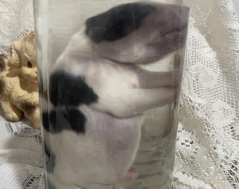 Late term fetal pup ethically sourced spay abort