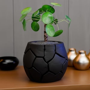 Può includere: Una pianta di Pilea peperomioides con foglie rotonde e verdi e un fusto marrone, in un vaso nero con un motivo geometrico. La pianta è su una superficie di legno, con altri oggetti decorativi sullo sfondo.
