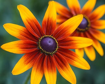 200 Autumn Forest Rudbeckia Seeds for Garden Planting, Coneflower Black-Eyed Susan, Pollinator-Friendly Wildflower Seeds