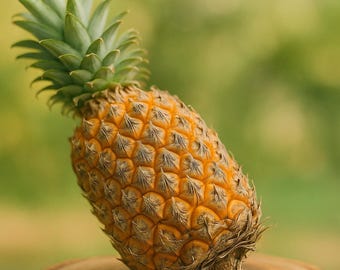 15 Giant Kew Pineapple Seeds: Rare Exotic Tropical Fruit, Non-GMO