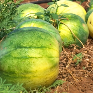 50 Big Tasty Seedless Watermelon Seeds: Sweet Juicy Summer Fruit