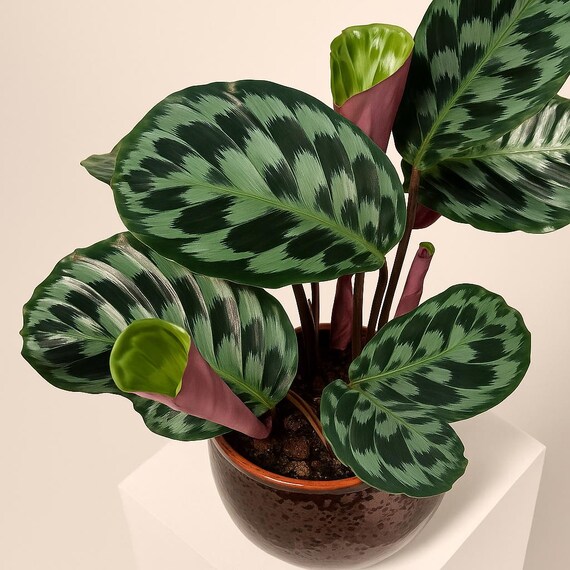 25 Helen Kennedy Calathea Seeds, Rare Tropical Houseplant, Goeppertia,  Ornamental Foliage, Indoor Plant, Non-gmo - Etsy