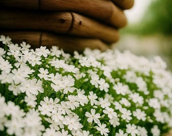 100 Snowflake Creeping Phlox Seeds: White Perennial Ground Cover