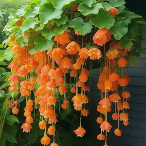 25 Orange Weeping Begonia Seeds, Cascading Blooms for Hanging