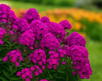 catnip plant seeds Bulk Catnip Seeds main image 1