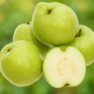 May include: A close-up of several green guavas, one cut in half to reveal the pale interior. The guavas are a light green color with a slightly rough texture. The background is a soft green, suggesting a natural setting.