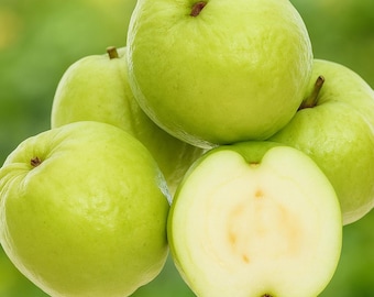 50 Crystal Guava Seeds: White Seedless, Rare Tropical Fruit, Non-GMO
