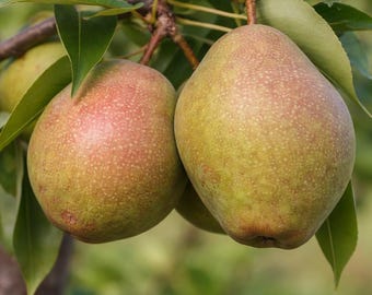 25 Kieffer Pear Seeds for Planting - Hardy Fruit Tree, Home Garden Orchard Seeds