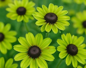 200 Enchanted Forest Rudbeckia Seeds, Colorful Black-Eyed Susan Mix, Pollinator-Friendly, Long-Blooming Garden Flowers