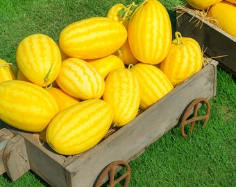 50 Gold In Gold Hybrid Watermelon Seeds, Yellow Flesh, Sweet Crisp Fruit, Non-GMO, High Yield, Summer Garden Favorite