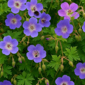 25 Rozanne Geranium Seeds, Perennial Groundcover with Lavender-Blue Blooms, Long-Lasting Hardy Cranesbill, Bee Friendly