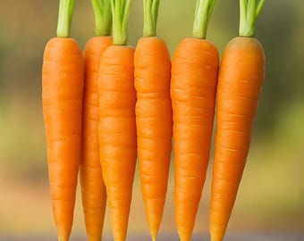 Organo Republic 10 Unique Carrot Seeds Variety Pack - 7,550+ Non-GMO Heirloom Carrot Seeds