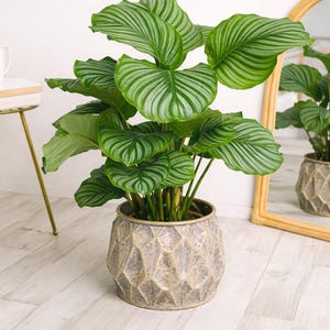 Houseplants With Round Leaves - Etsy