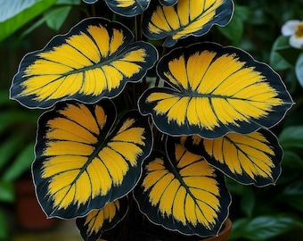 25 Sunburst Calathea Seeds, Rare Tropical Indoor Plant, Bold Patterned Foliage for Houseplant Lovers