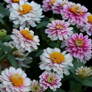 May include: Close-up of a cluster of zinnia flowers in full bloom. The flowers have white petals with pink edges and yellow centers. Green leaves and stems are visible in the background. The flowers are in various stages of bloom.