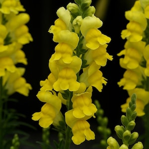 1000 Sonnet Yellow Snapdragon Seeds, Vibrant Yellow Blooms, Easy-Grow Annual for Gardens, Borders and Cut Flowers