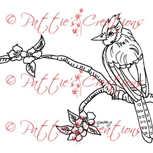 Blue Jay on Dogwood Branch
