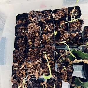 giant monstera deliciosa seedlings