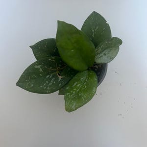 Sommersprossige Spritz Hoya