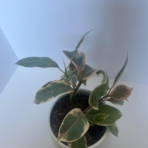 rubber tree