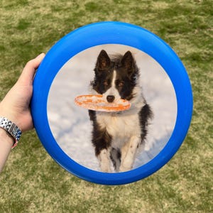 May include: A blue frisbee with a picture of a black and white dog holding an orange frisbee in its mouth. The dog is running in the snow. The frisbee is being held by a person wearing a silver watch.