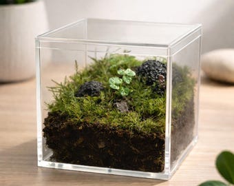 Terrarium kit - Large