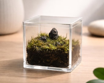 Terrarium Kit- Small
