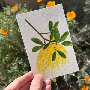 Live Oak / Aquarelle / Peint à la main / Carte postale / Carte-cadeau / Impression