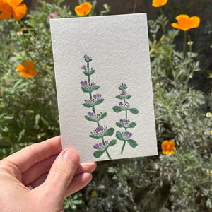 Lavande du désert / Aquarelle / Peint à la main / Carte postale / Carte-cadeau / Impression