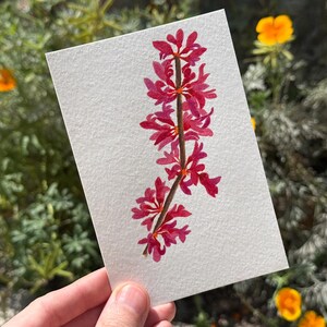 Western Red Bud / Aquarelle / Peint à la main / Carte postale / Carte-cadeau / Impression