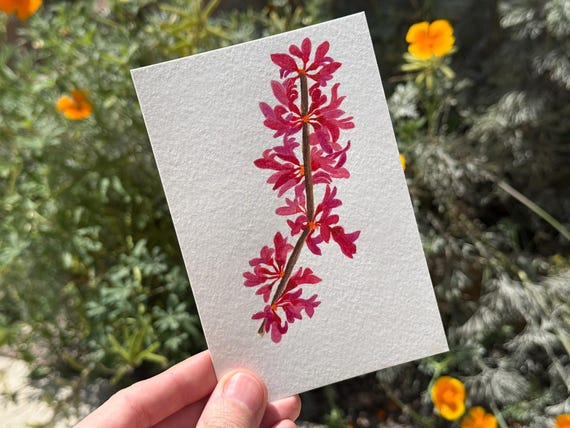 Western Red Bud / Water Color / Hand painted / Postcard / Gift Card / Print