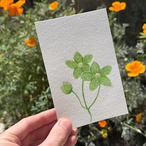 Algodoncillo Perlado / Acuarela / Pintado a mano / Postal / Tarjeta de Regalo / Impresión