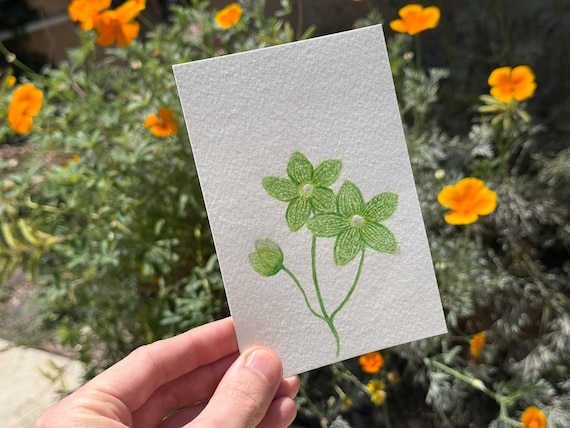 Pearl Milkweed / Water Color / Hand painted / Postcard / Gift Card / Print