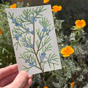 Cèdre rouge / Aquarelle / Peint à la main / Carte postale / Carte-cadeau / Impression