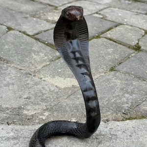 Puede incluir: Una estatua de cobra negra con capucha levantada y escamas detalladas. La serpiente está enrollada sobre una superficie de piedra gris, mostrando su cuerpo curvado y sus características realistas. La cabeza de la cobra está ligeramente levantada.