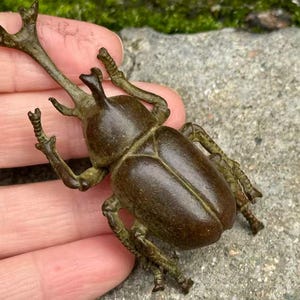 May include: A bronze beetle figurine with detailed legs, antennae, and a segmented body. The beetle is held in a hand, showcasing its intricate design and texture. The figurine has a dark, aged appearance.