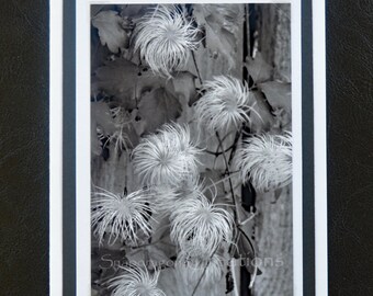 Photo Greeting Card, White Flower Seed Heads on Vine, Black and White, Nature, Blank Inside